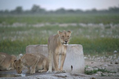 Aslan etkin, Namibia