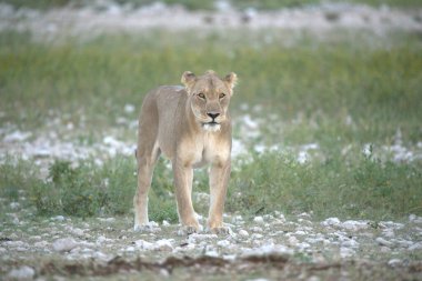 Aslan (panthera leo) savanada
