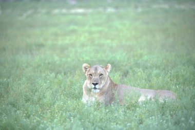 Tarladaki dişi bir aslan.
