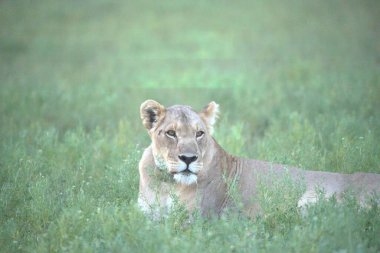 Aslan savanada yürüyor