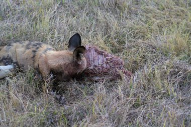 Ölü köpeği olan bir köpek.