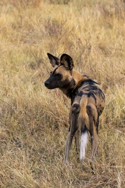 Afrika çoban köpeği Güney Afrika 'daki Kruger Ulusal Parkı' nda