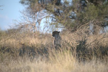 Ormandaki güzel bir geyik manzarası.