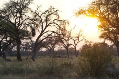 Çayırda günbatımında ağaçların ve çalıların dikey görüntüsü