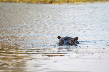 Nehrin sularında su aygırları..