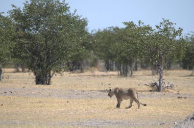 Savanada vahşi bir aslan