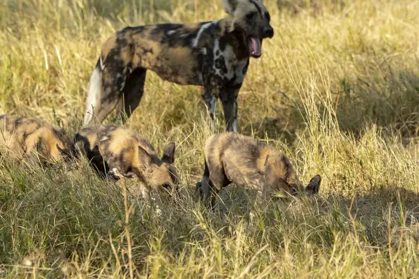 Savanadaki vahşi köpekler