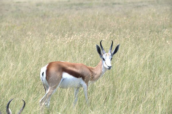 антилопа в саванне Кении, Африка