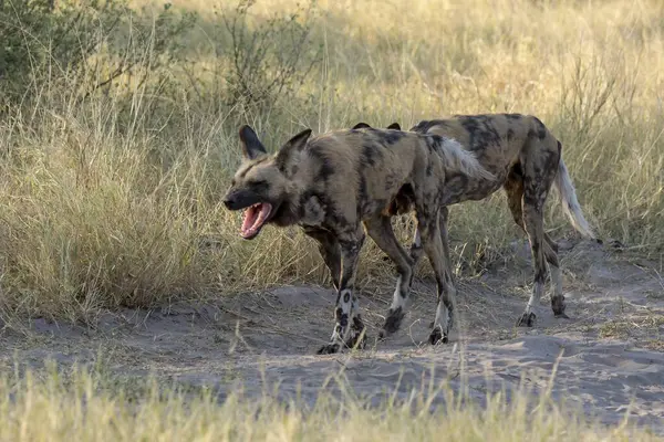 Vahşi Afrika çalı köpeği bozkırda