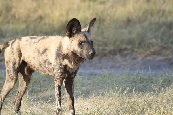 Sırtlan doğal ortamında.