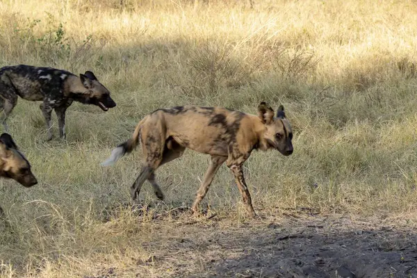 Vahşi doğadaki Afrika sırtlanı.