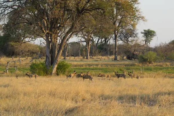 Vahşi hayvanlar, Afrika savanları, faunada bitki örtüsü.