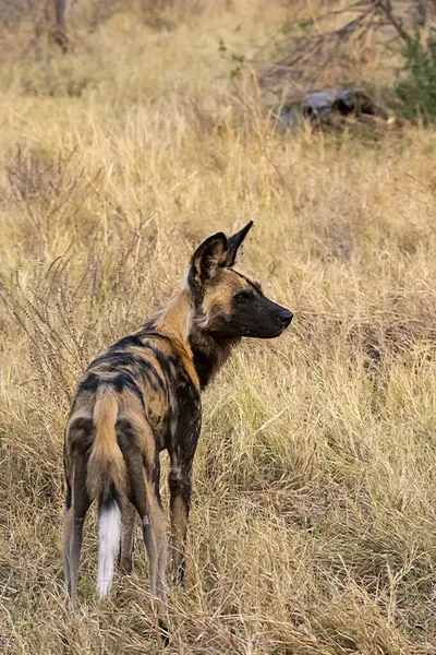Otların arasındaki köpek