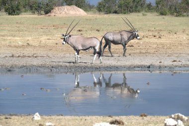 Namibya 'daki Etoşa sularında bir antilop sürüsü.
