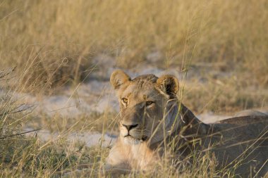 Kenya savanındaki aslan