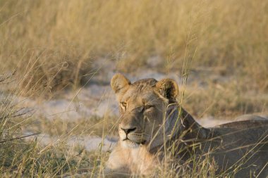 Dişi aslan Kruger National park, Güney Afrika
