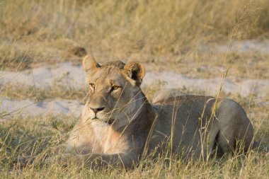 Aslan, Chobe Ulusal Parkı 'nda kumların üzerinde dinleniyor. Botswana, Afrika