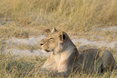 Kenya bozkırında dişi aslan.