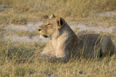 Aslan vahşi Afrika 'da