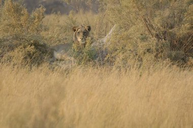Aslan (panthera leo) vahşi doğada, Kalaanna çölü, namibya