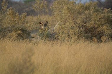 Namibya bozkırında vahşi bir aslan