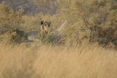Ormanda kurtla köpek