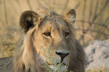 Afrika savanındaki aslan, Kenya