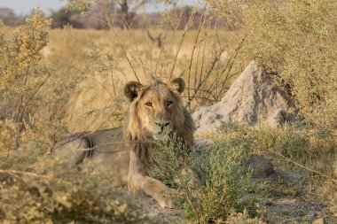 Afrika savanındaki aslan.
