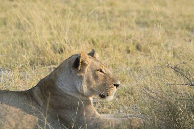 Çimlerde güzel bir aslan