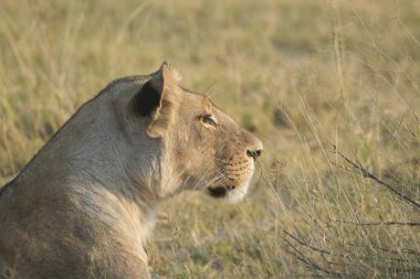 Dişi aslan, Botswana 'daki Chobe Ulusal Parkı' nda çimlerin üzerinde yürüyor.