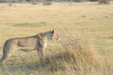 Kruger Milli Parkı 'nın güneyinde, Chobe' un güneyinde..
