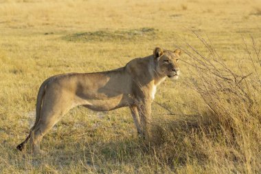Dişi aslan çimenlerde yürüyor.