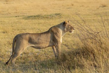 Dişi aslan (panthera leo), Panthera leo, tanzanya, Afrika