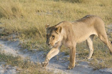 Afrika habitatında dişi aslan