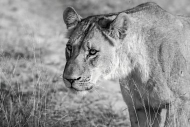 Vahşi doğada dişi aslan.