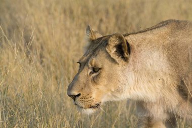 Erkek aslan (panthera leo), Güney Afrika