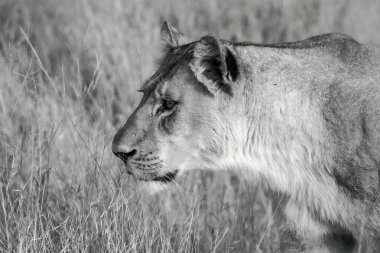 Afrika aslanı parkın savanasında.