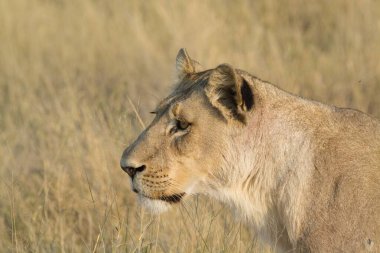 Chobotswana 'nın milli parkında çimlerdeki erkek aslan.