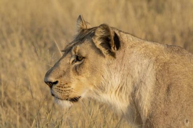 Aslan (panthera leo) savanda, Güney Afrika, Kenya
