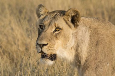 Güzel bir aslana yakın.