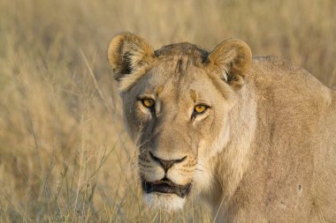 Dişi aslan Kruger National park