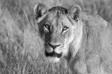 Bir aslan portresi (panthera leo )