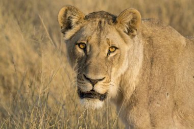 Kenya savanındaki aslan