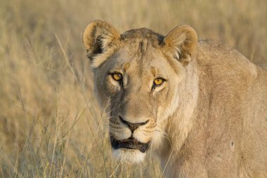 Aslan yavrusu sabah çimlerin üzerinde yatıyor.