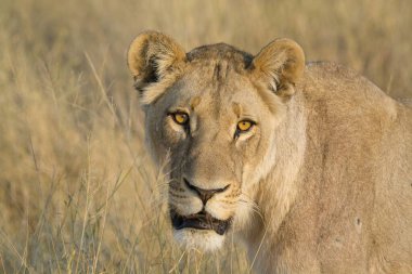 Afrika 'nın bozkırındaki aslan