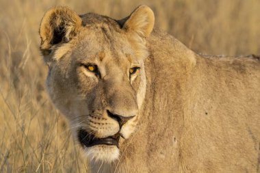 Kenya savanındaki aslan