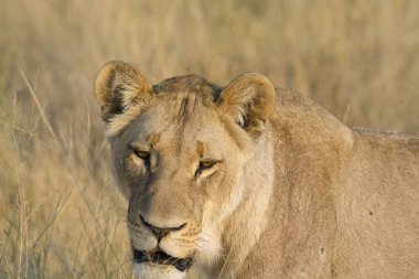 Afrika vahşi aslanı, Afrika, Kenya