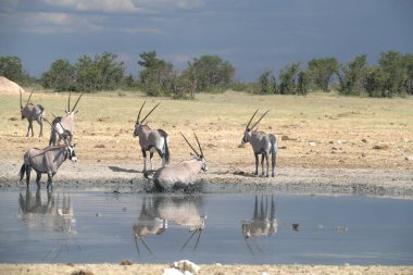 Afrika vahşi hayvan sürüsü, chaochaus chaes, etosha ulusal parkı, namibya