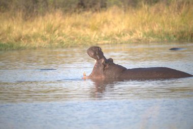 Güney Afrika 'daki Kruger Ulusal Parkı' nda bir dişi filin yakın çekimi.