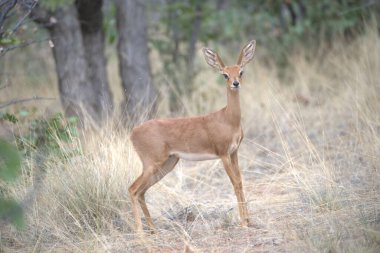 Ormandaki güzel geyik